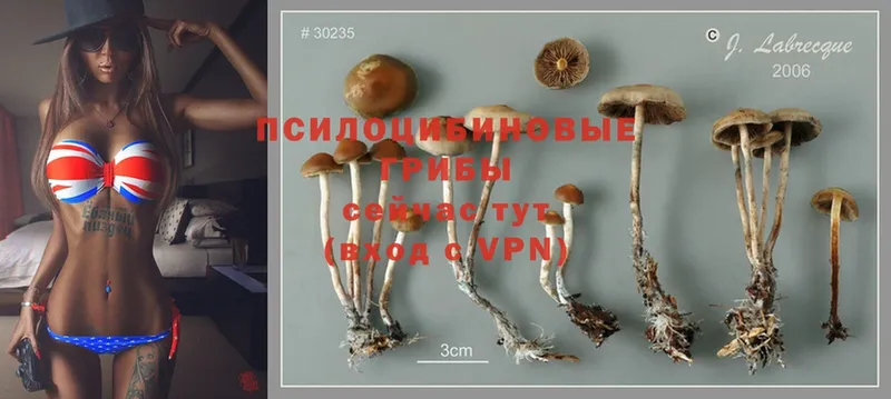 где купить   Ахтубинск  Псилоцибиновые грибы Magic Shrooms 